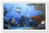 white wood framed original painting great barrier reef coral trout wall art print